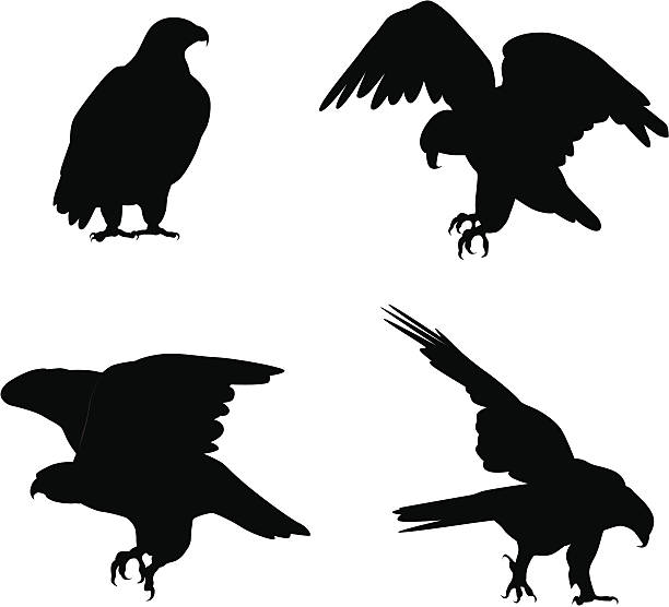 Eagles Vector Silhouette A-Digit bird of prey stock illustrations