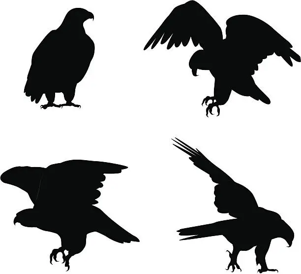 Vector illustration of Eagles Vector Silhouette