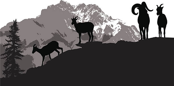 mountainsheep - bighorn sheep stock-grafiken, -clipart, -cartoons und -symbole