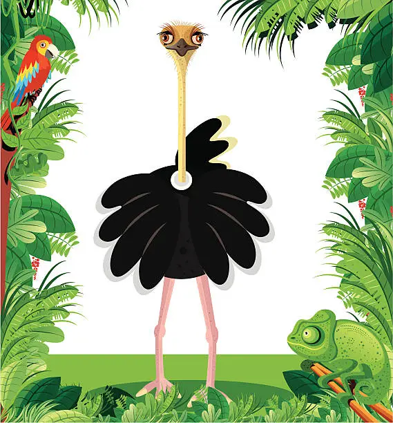 Vector illustration of Ostrich