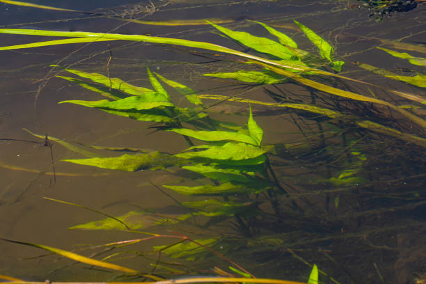 istock Aquatic plants. Freshwater algae background. Photographer's shadow. Ecological concept. Blur under water 1660823957