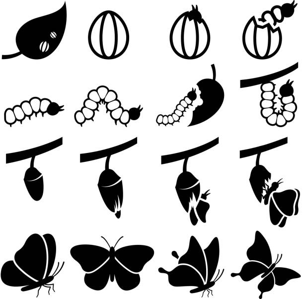 Cocoon to Butterfly life Transformation process vector icon set Cocoon to Butterfly Transformation black and white icon set admiral butterfly stock illustrations