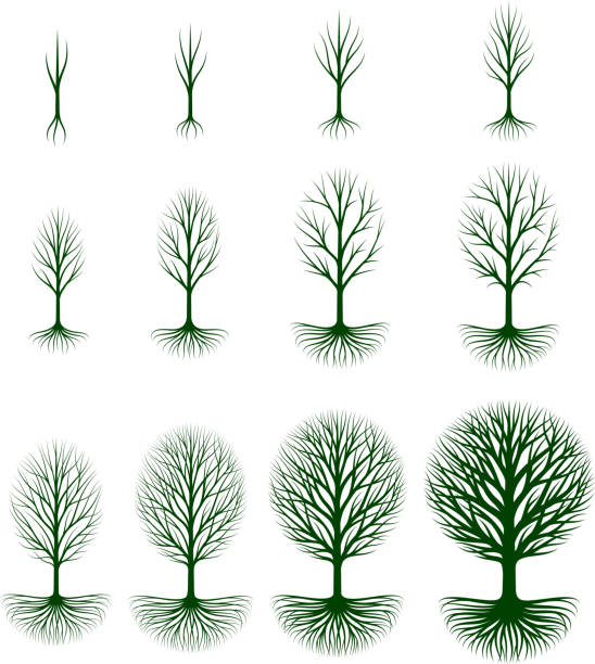 ilustrações de stock, clip art, desenhos animados e ícones de crescente de árvore vector conjunto de ícones royalty free - root hair