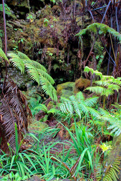 istock Tropical vegetation at Big Island, Hawaii 1660827287