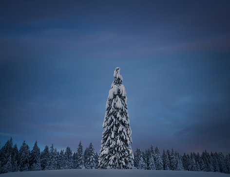 Idyllic Christmas scene: Lone snowcapped fir tree under purple night sky.