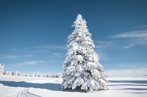 Winter background with snowcapped Christmas tree on a beautiful sunny day.