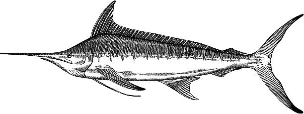 ilustrações de stock, clip art, desenhos animados e ícones de desenho de peixe - swordfish