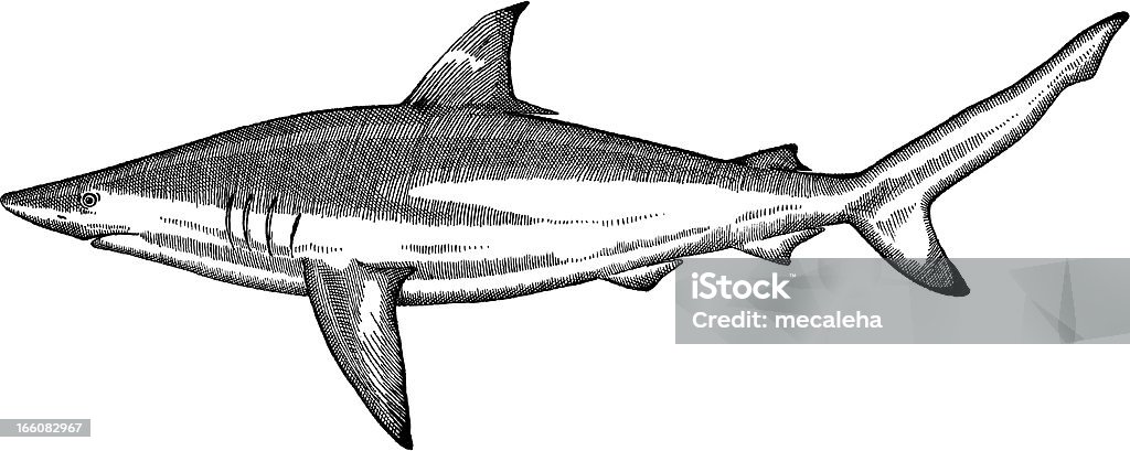 Fish Drawing Black and white drawing of blue marlin fish - vector illustration Shark stock vector