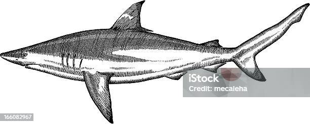 Fish Drawing Stock Illustration - Download Image Now - Shark, Illustration, Intricacy