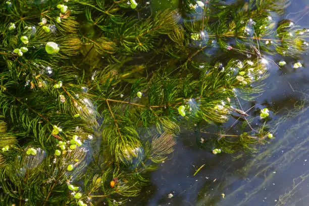Close up of the aquatic plant Ceratophyllum coontails, hornworts floating on the surface of the water in a pond. Europe.