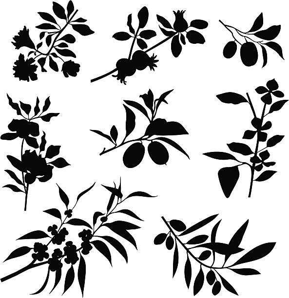 ветки, цветы, фрукты - olive olive branch leaf vector stock illustrations