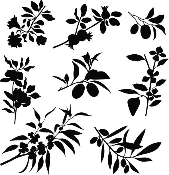 Branches, flowers, fruits Variable tropical blossomed branches and branches eucalyptus tree silhouette stock illustrations