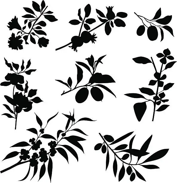 Vector illustration of Branches, flowers, fruits