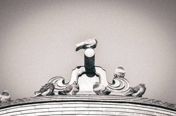 Japanese Roof Architecture and Pigeons
