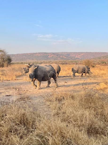 istock Rhino in a national Parc at sunset 1660842598