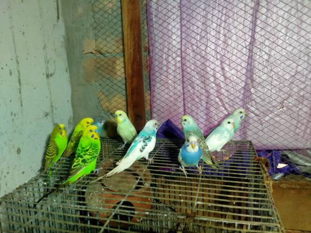 istock Love Bird is so cute 1660844244