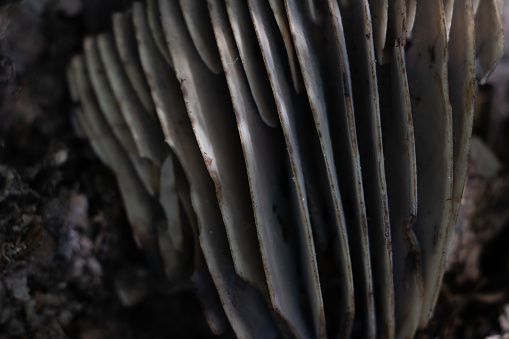 mushroom lamellae in the forest