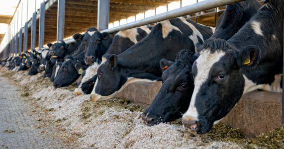 Dairy cattle eating their winter fodder