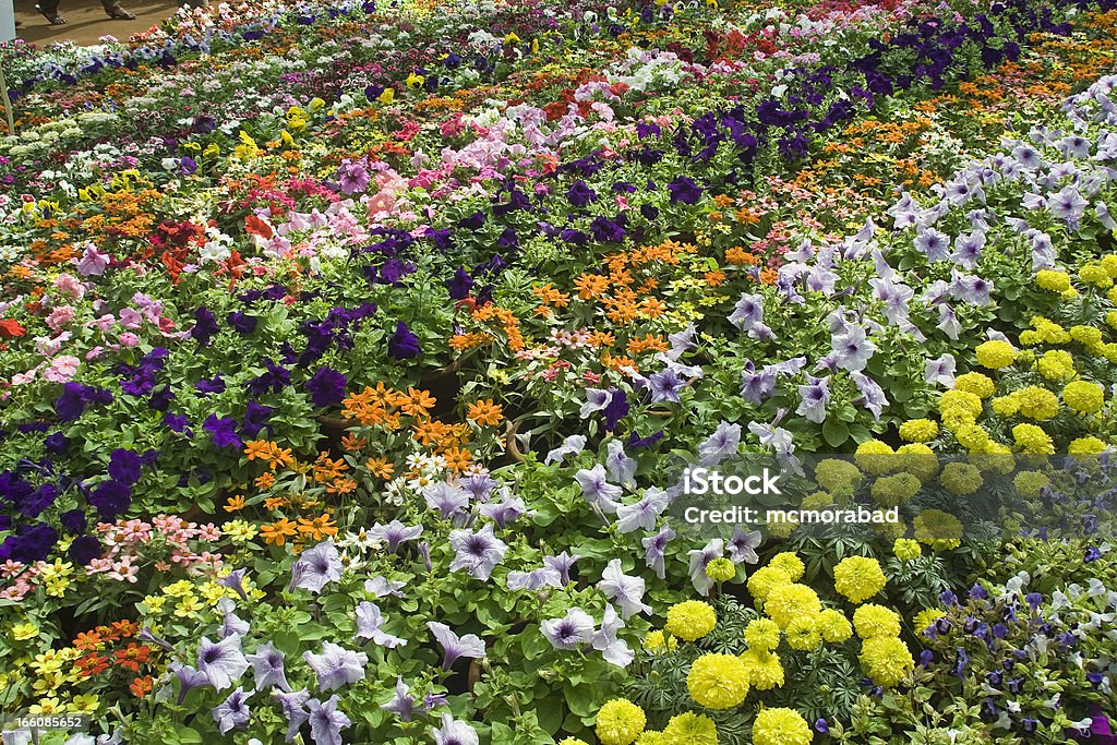 Волшебный кровать цветов - Стоковые фото Азия роялти-фри