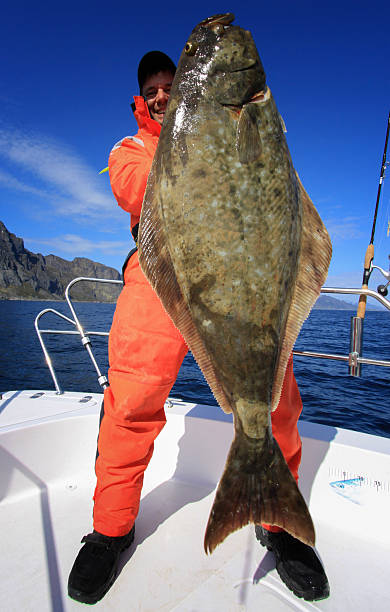 ippoglosso azione ampia con 128 kg - halibut flatfish fish hanging foto e immagini stock