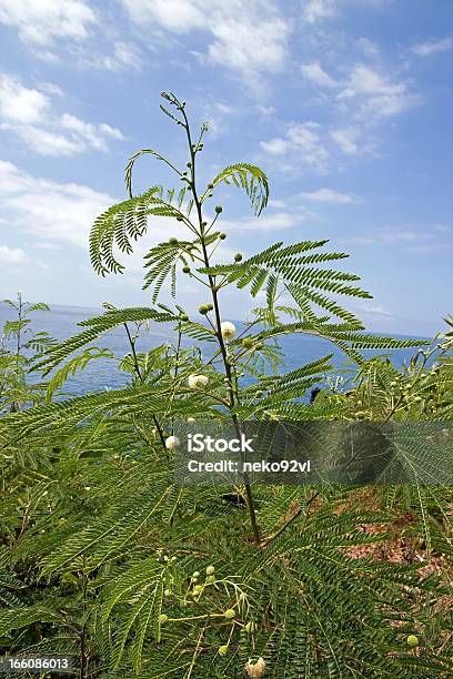 Planta Tropical - Fotografias de stock e mais imagens de Branco - Branco, Esfera, Flor