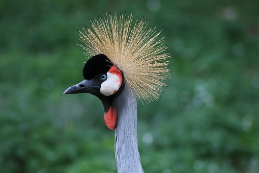 close-up portrait of a Ugandan crowned crane