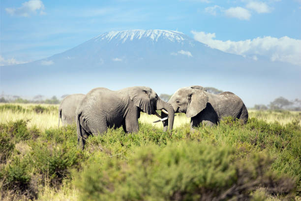 istock The elephants fight with tusks 1660869232