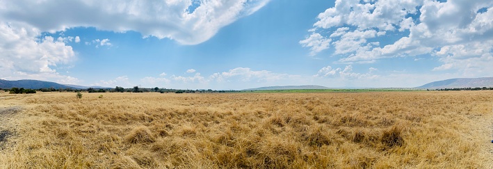 Panorama foto van de Savanne in een nationaal park met een giraf en zebra aan de horizon