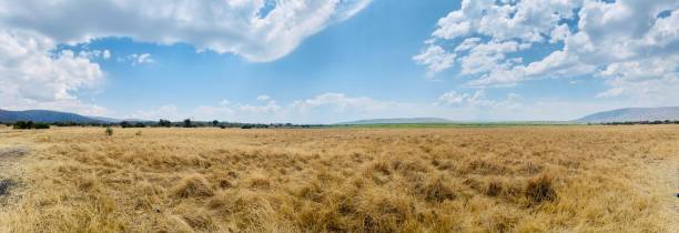 Panorama photo of a Savanne in a national Parc with a giraf and zebra at the horizon Panorama foto van de Savanne in een nationaal park met een giraf en zebra aan de horizon akagera national park stock pictures, royalty-free photos & images
