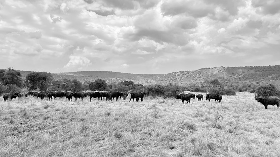 Buffels in akagera national park Rwanda