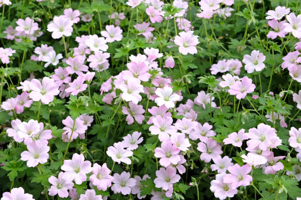 istock Soft pink Cranesbill 'Dreamland' also known as Geranium 'Bremdream' in flower. 1660880538