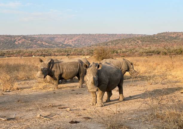 Young Male White rhinoceros, Ziwa Rhino Sanctuary, Nakasongola, Uganda
