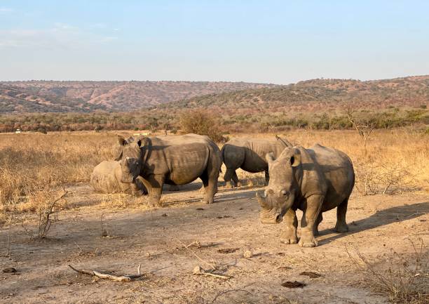 Rhino in a national Parc