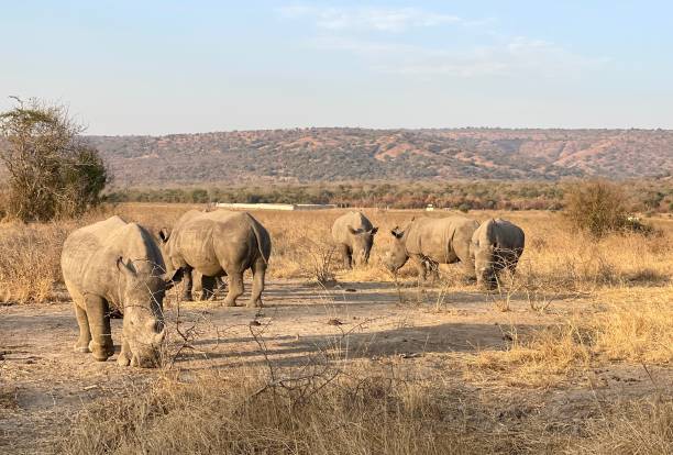 istock Rhino in a national Parc 1660884862