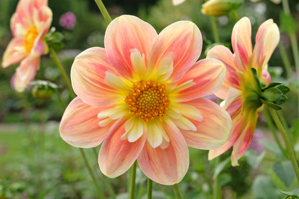 Peach and cream collarette dahlia 'april heather' in flower.
