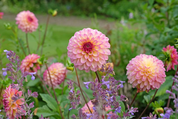 istock Dusky pink ball dahlia 'Foxy Lady'  in flower. 1660886558