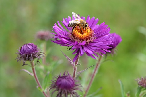 A honey bee sat on the purple New England aster, Symphyotrichum novi belgii 'Violetta flower.