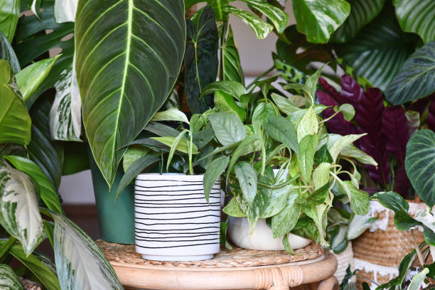 istock Urban jungle. Different tropical houseplants 1660899205