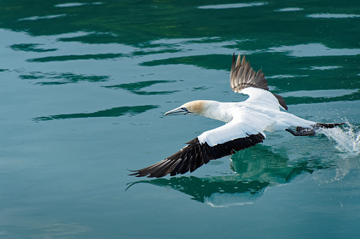 An Australasian gannet taking off after fishing in Waitohi / Picton marina, Marlborough Sounds, south island, Aotearoa / New Zealand