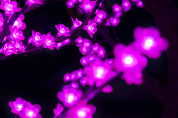 istock LED flower garden with Bokeh 1660907903