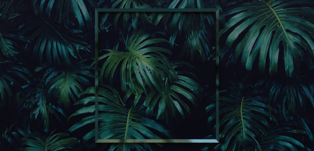 istock Frame and leaves Spathiphyllum cannifolium concept Green abstract texture with frame nature background tropical leaves in asia and thailand 3D illustration 1660907917