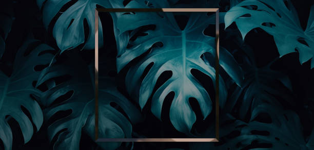 istock Frame and leaves Spathiphyllum cannifolium concept Green abstract texture with frame nature background tropical leaves in asia and thailand 3D illustration 1660907918