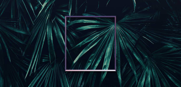 istock Frame and leaves Spathiphyllum cannifolium concept Green abstract texture with frame nature background tropical leaves in asia and thailand 3D illustration 1660907920