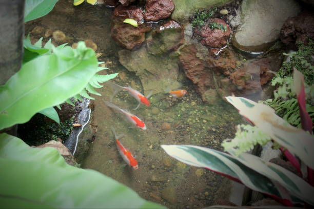 istock Ornamental fish in the building drainage channel 1660909113