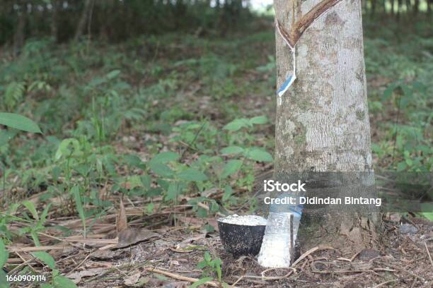 Rubber Tapping Process Images Rubber Tapping Process In Indonesia Stock Photo - Download Image Now ...