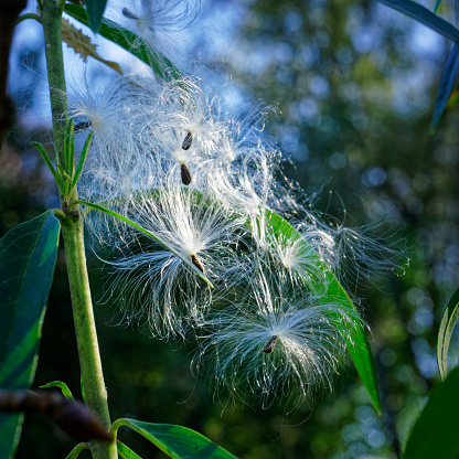 Swan plant flower seeds being dispersed by the breeze and backlit on a sunny day