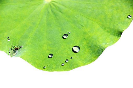 lotus leaf with water droplets isolated on white background with clipping path.