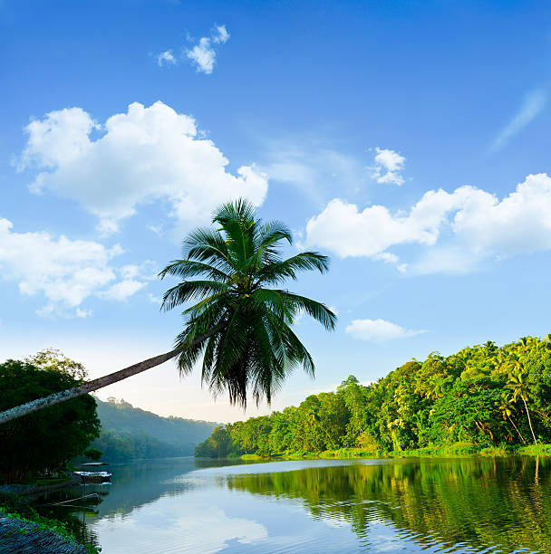 picturesque palm tree leans over the tropical river in the early hours