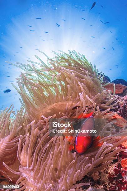 Peixe Palhaço - Fotografias de stock e mais imagens de Anémona - Cnidário - Anémona - Cnidário, Azul, Filipinas