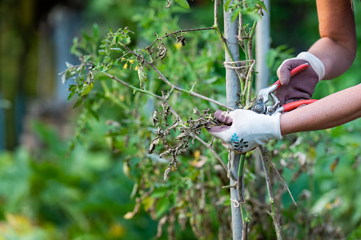 Woman Working in Vegetable Garden Uprooting Infected Tomato Plants from Fungal Disease Phytophthora Infestans